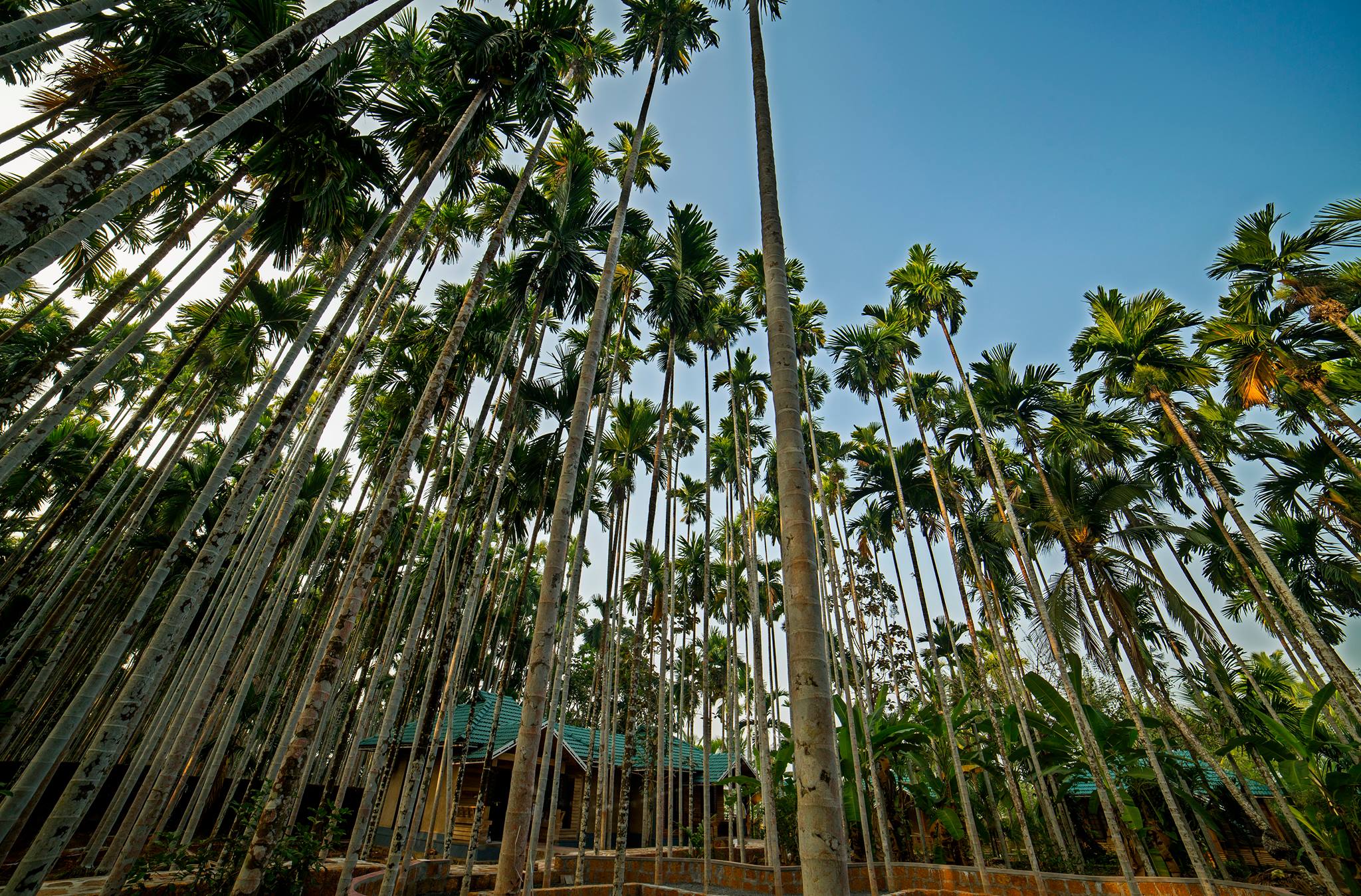 Tall areca palm canopy at eco resort in North Kerala